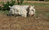 SCOTTISH TERRIER 208